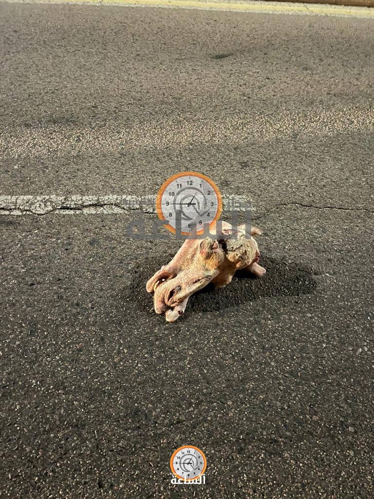 Madar Al-Saa Images