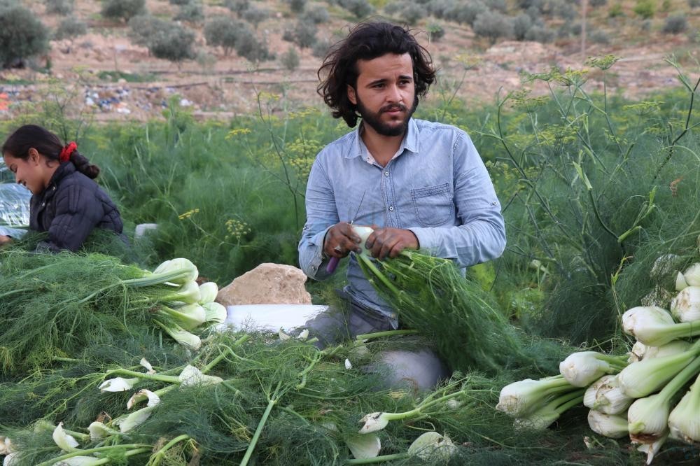 Madar Al-Saa Images 0.43090999410794173