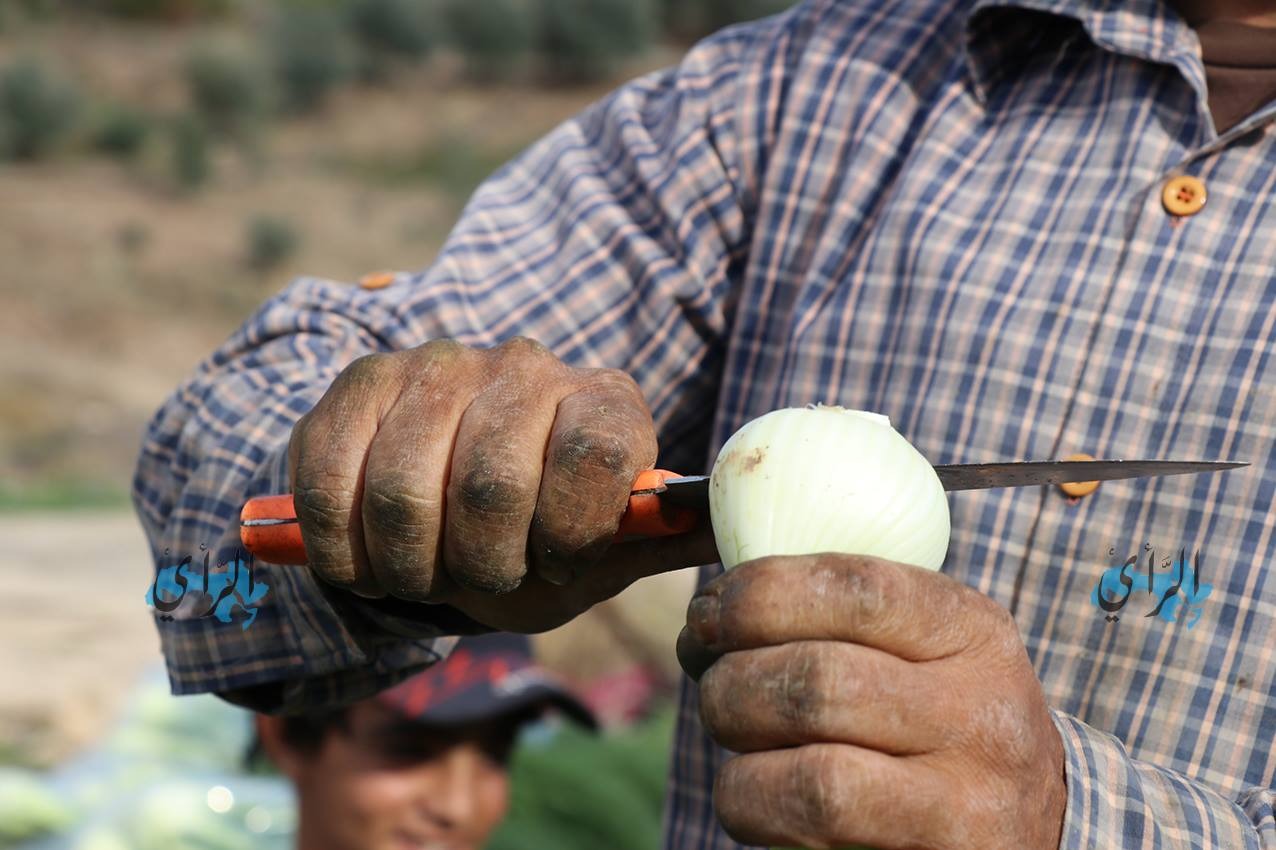 Madar Al-Saa Images 0.8974151992683475