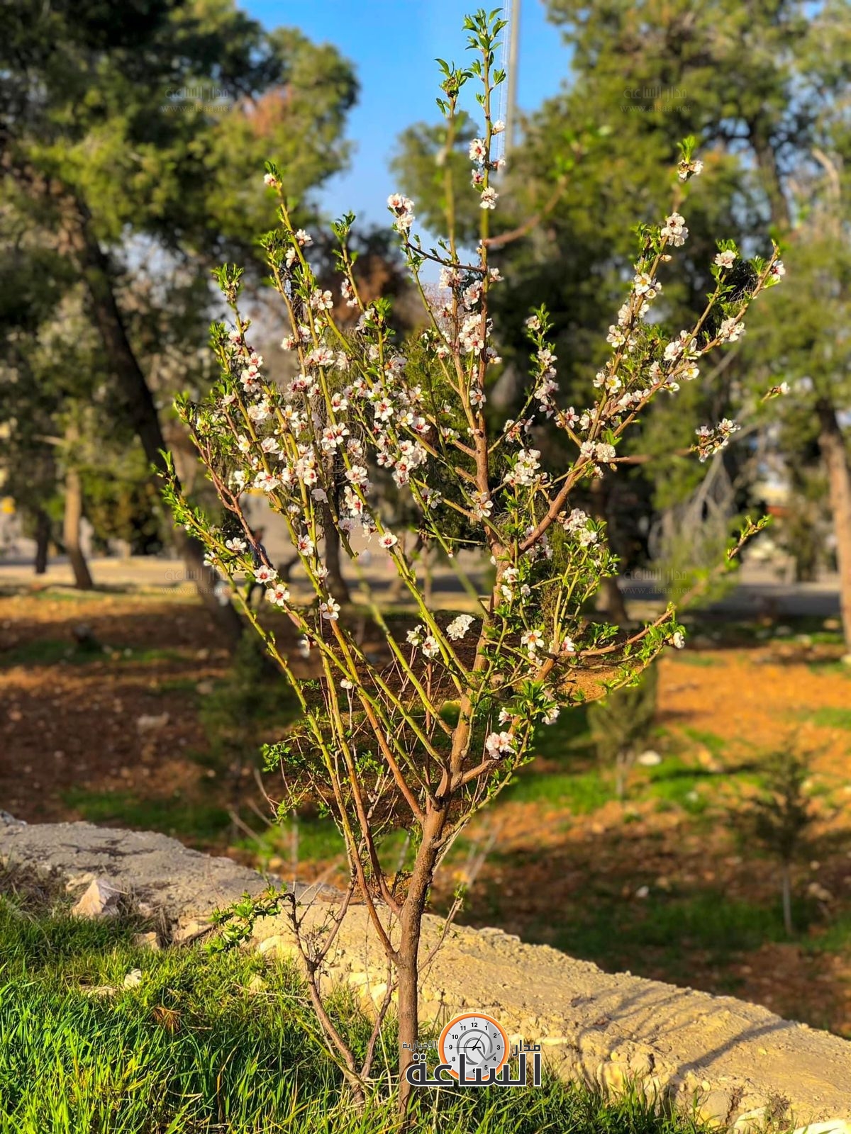 Madar Al-Saa Images 0.21196159568413253