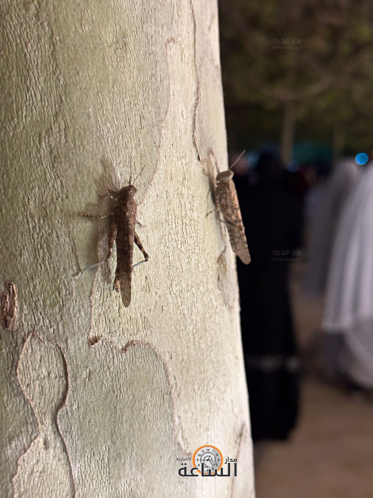 Madar Al-Saa Images 0.03247214582491176