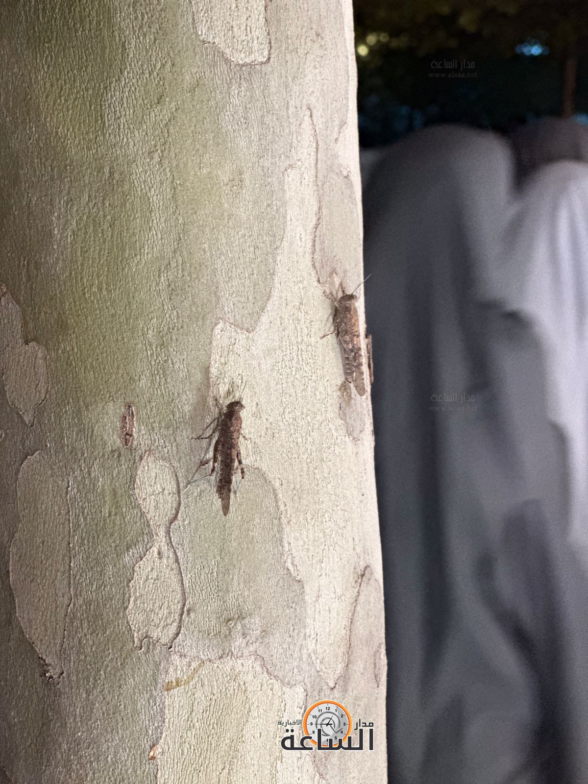 Madar Al-Saa Images 0.14568429173919428