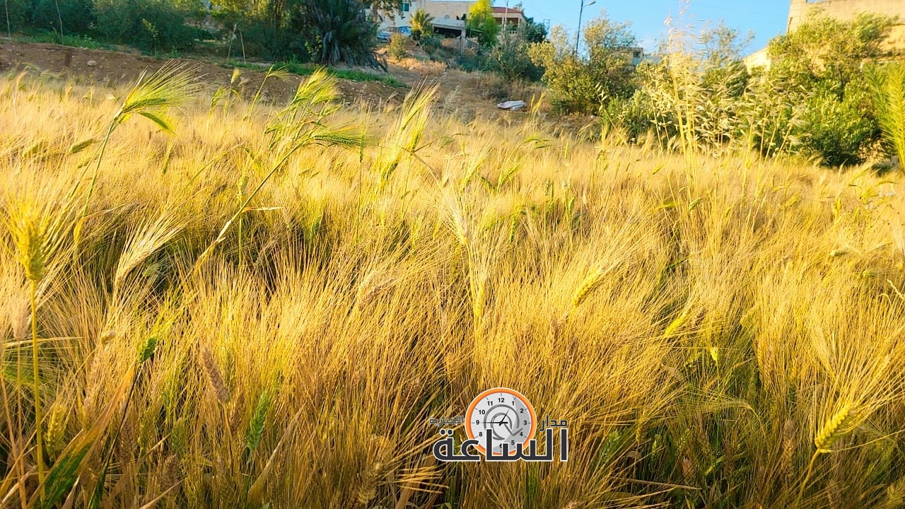 Madar Al-Saa Images 0.48801302719919226