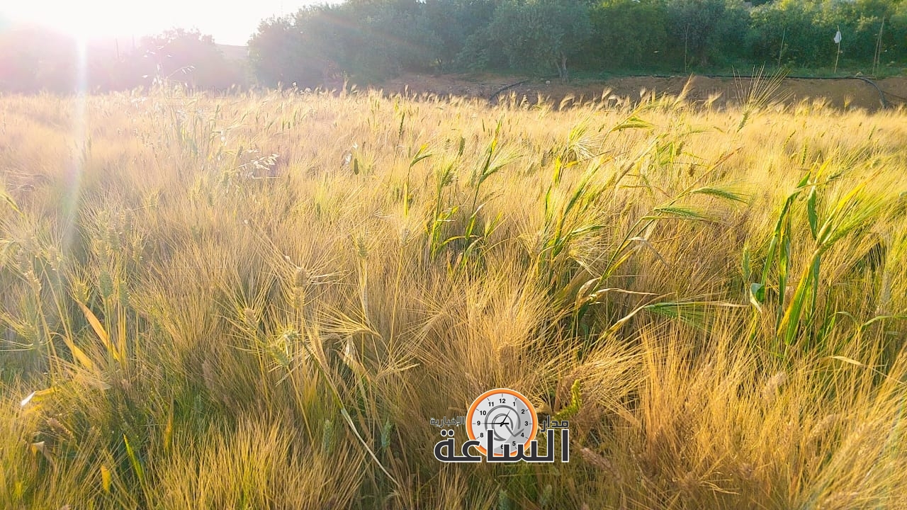 Madar Al-Saa Images 0.03429741375617845