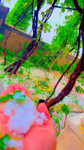 Madar Al-Saa Images 0.14745247756118562