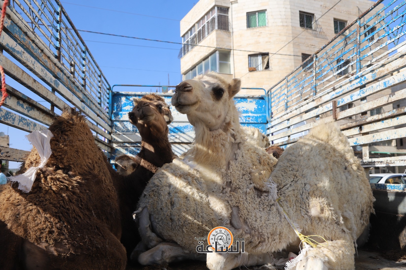 Madar Al-Saa Images 0.24623972577516828