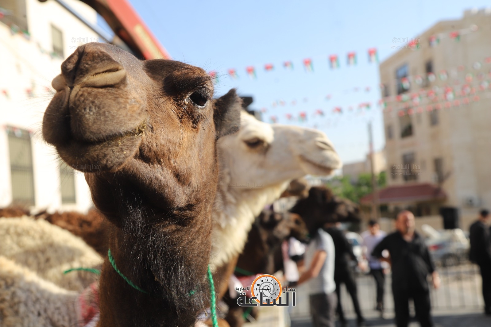 Madar Al-Saa Images 0.18954938381800468