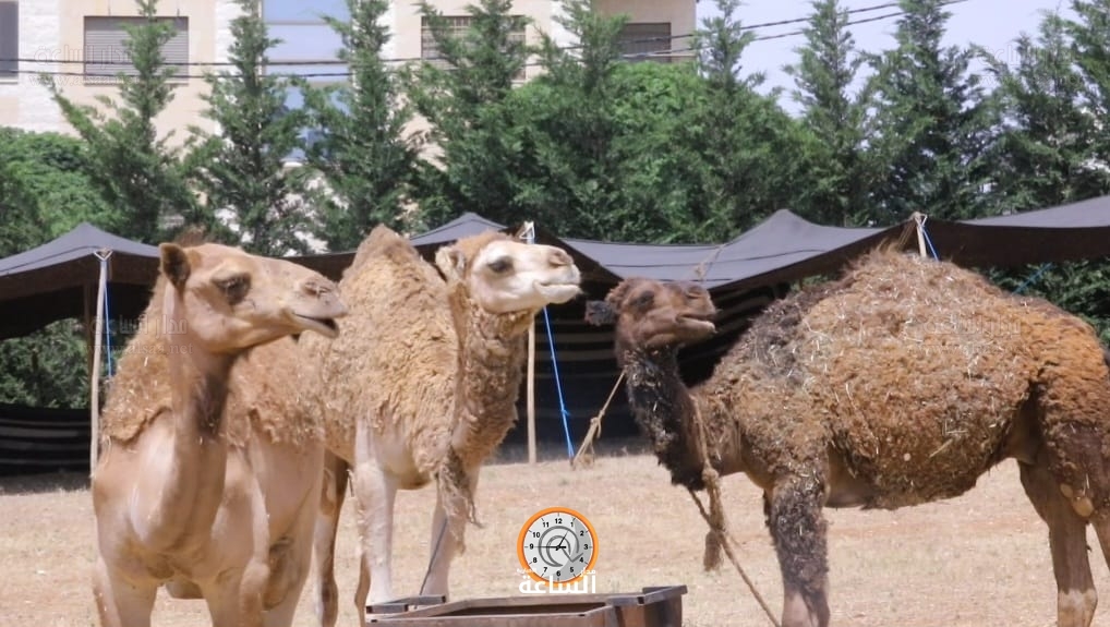 Madar Al-Saa Images 0.3853578012062917