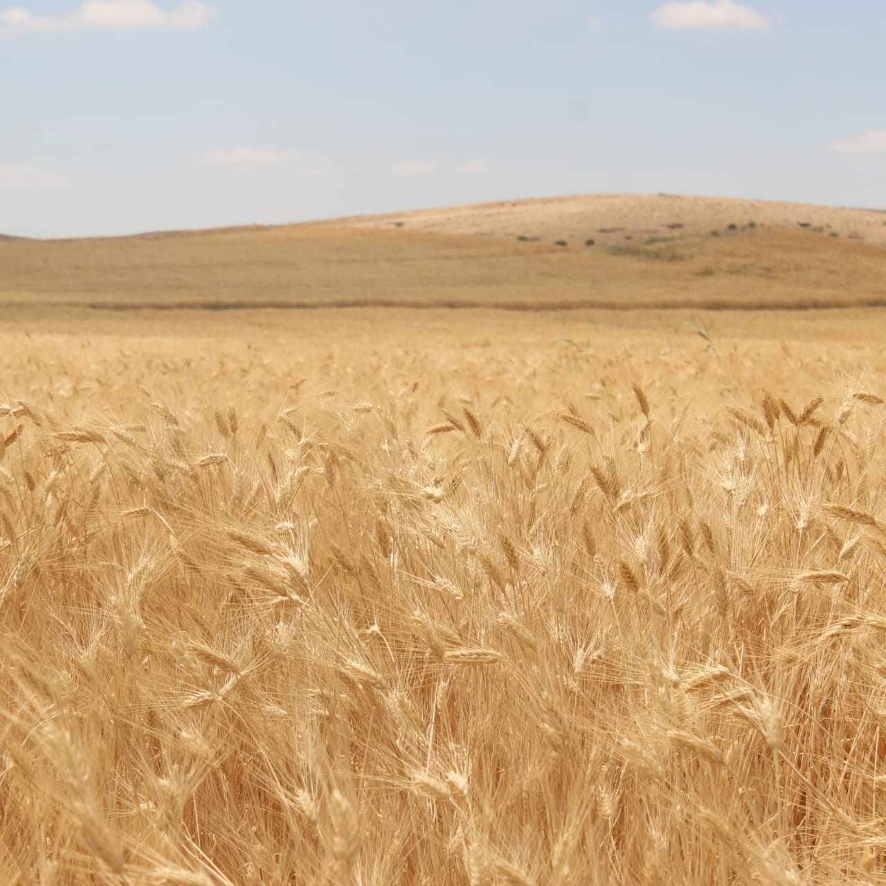 Madar Al-Saa Images 0.5047740602777571