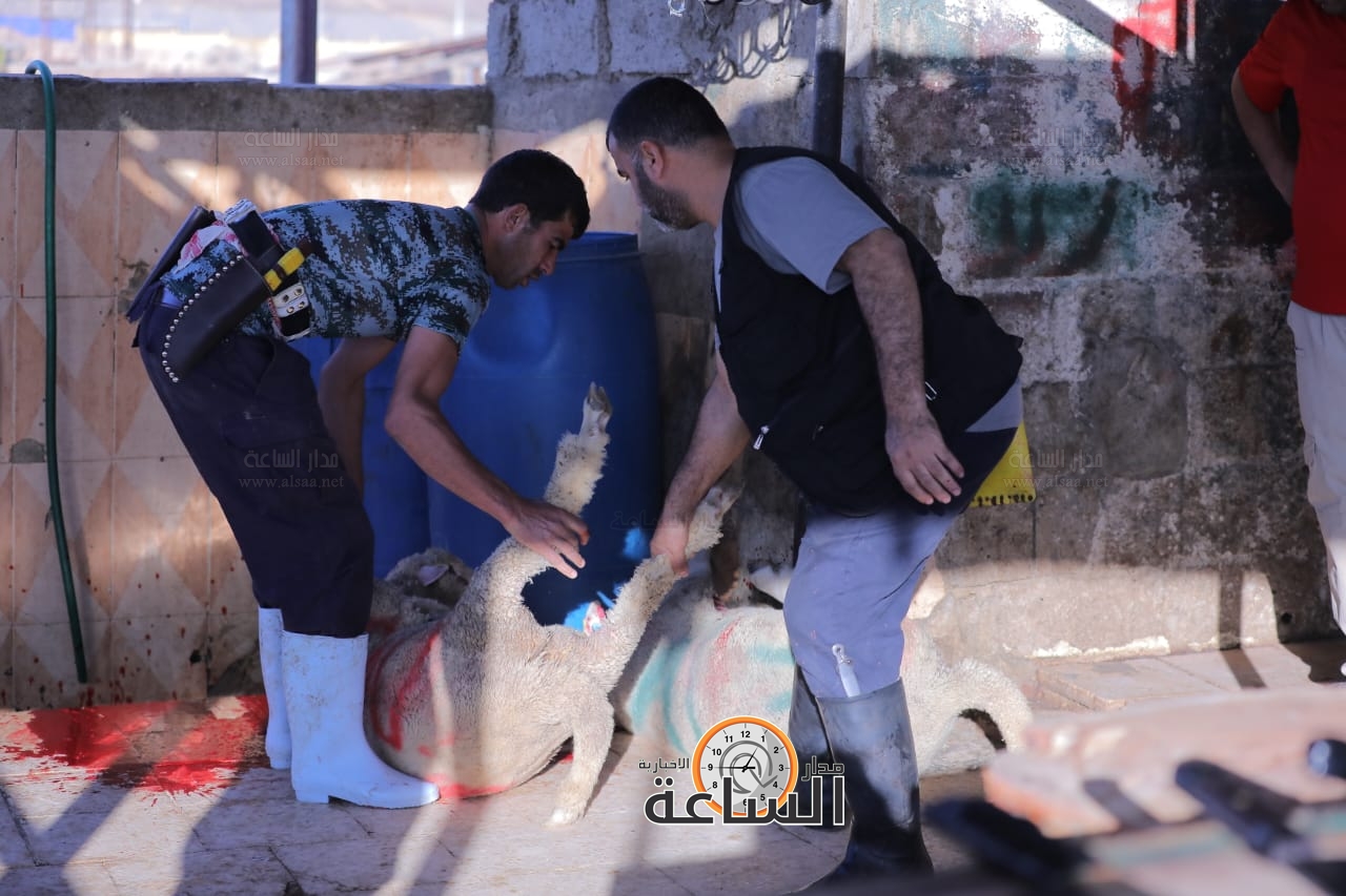 Madar Al-Saa Images 0.34144212197854484