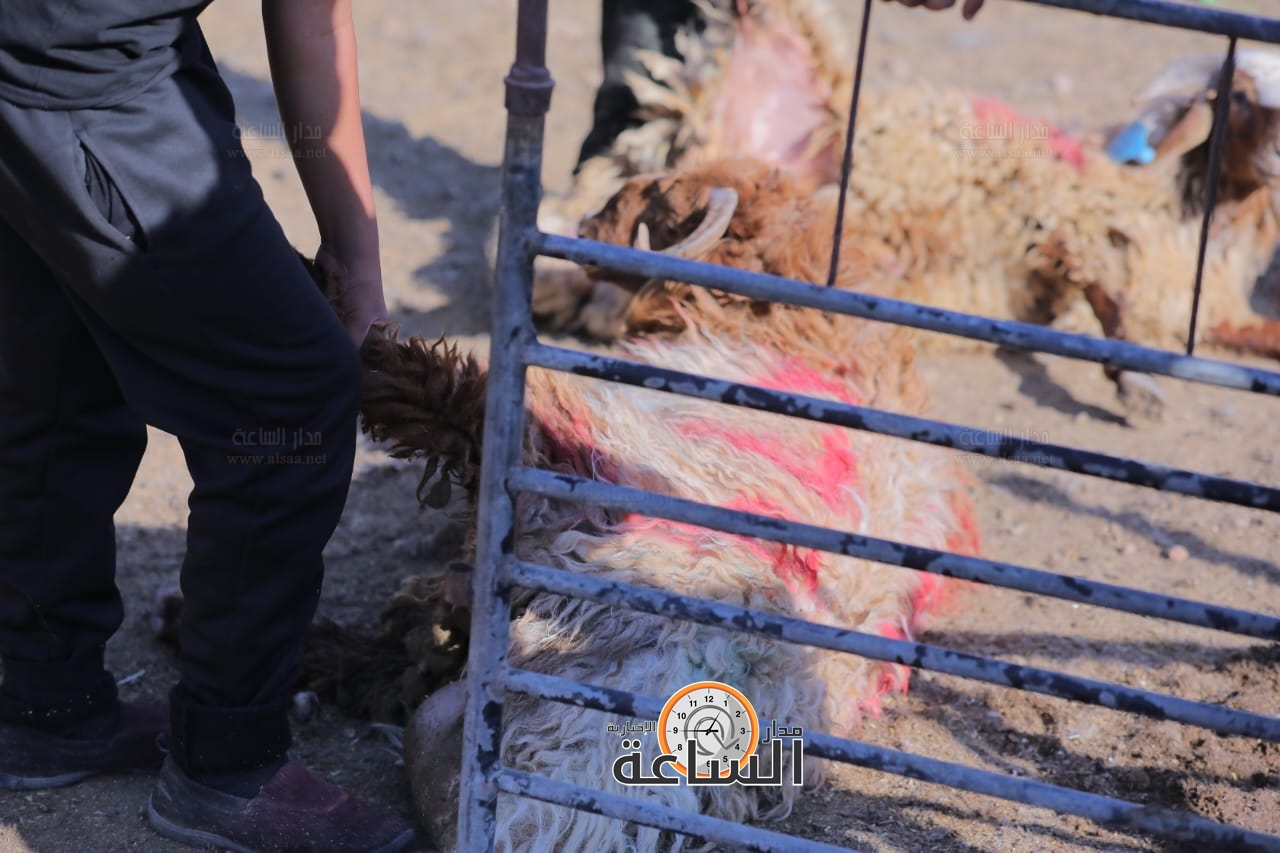 Madar Al-Saa Images 0.40644989504858464