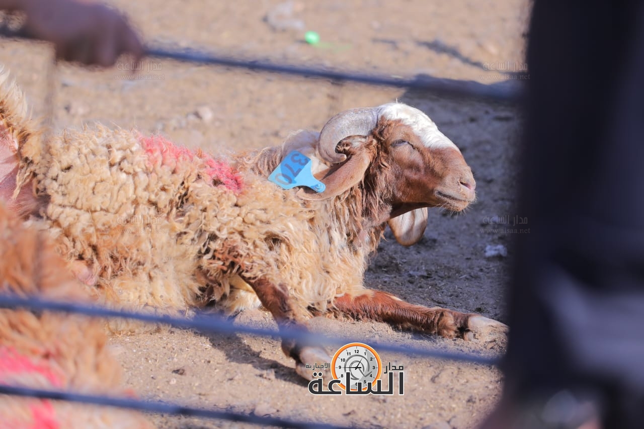 Madar Al-Saa Images 0.7558735072235303