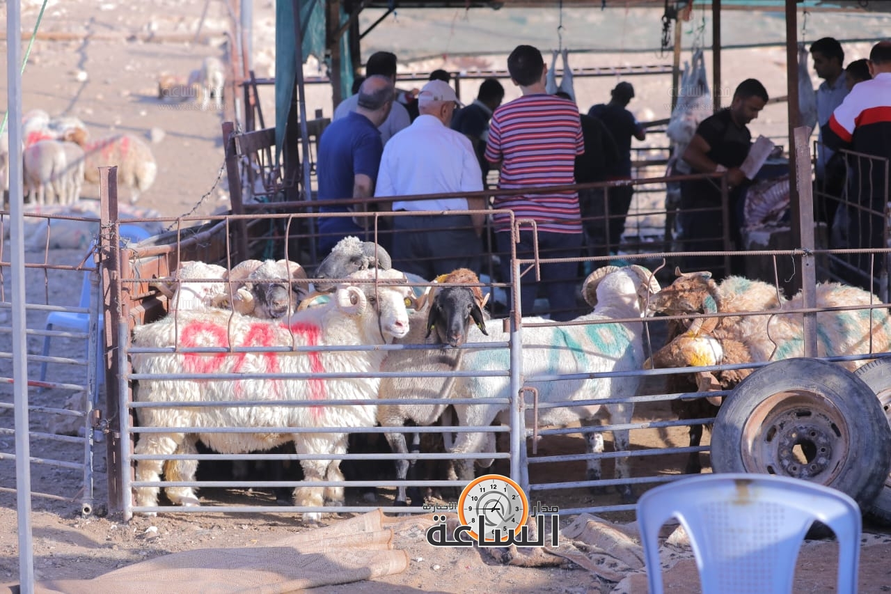 Madar Al-Saa Images 0.46912781173582463