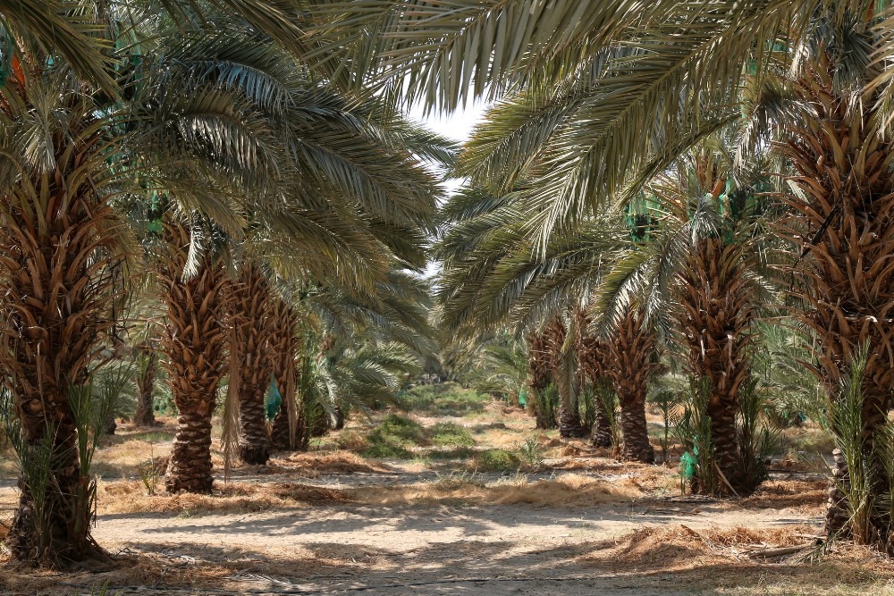 Madar Al-Saa Images 0.7224183254162801