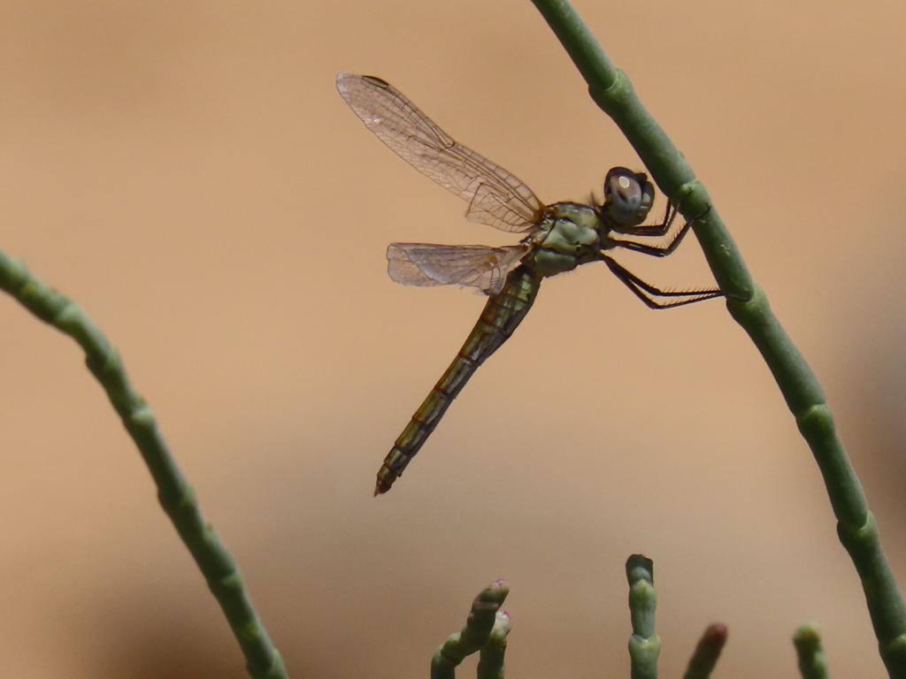 Madar Al-Saa Images 0.39221321954412747