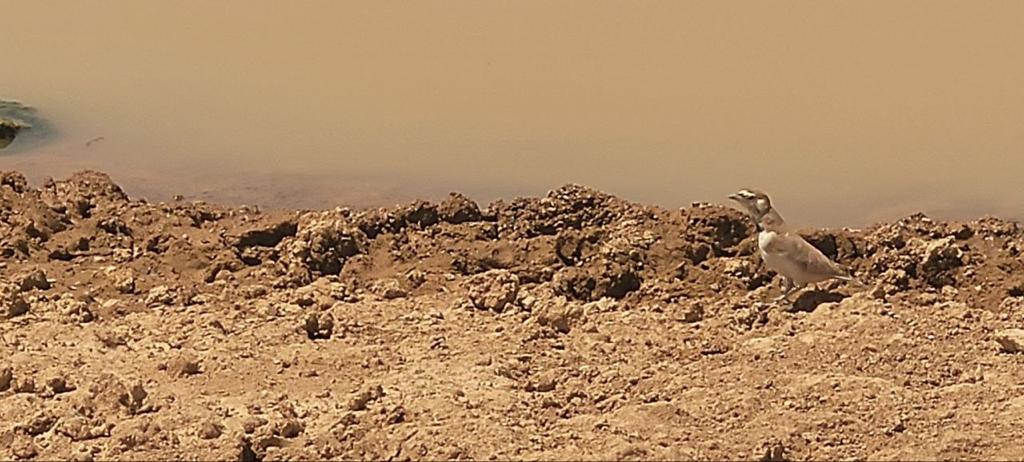 Madar Al-Saa Images 0.06973069103820562