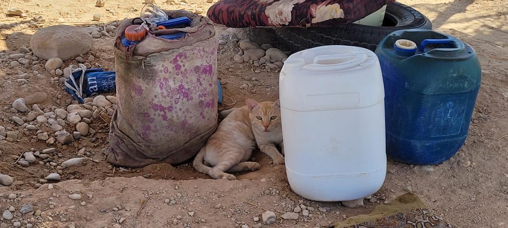 Madar Al-Saa Images 0.4730248136110593