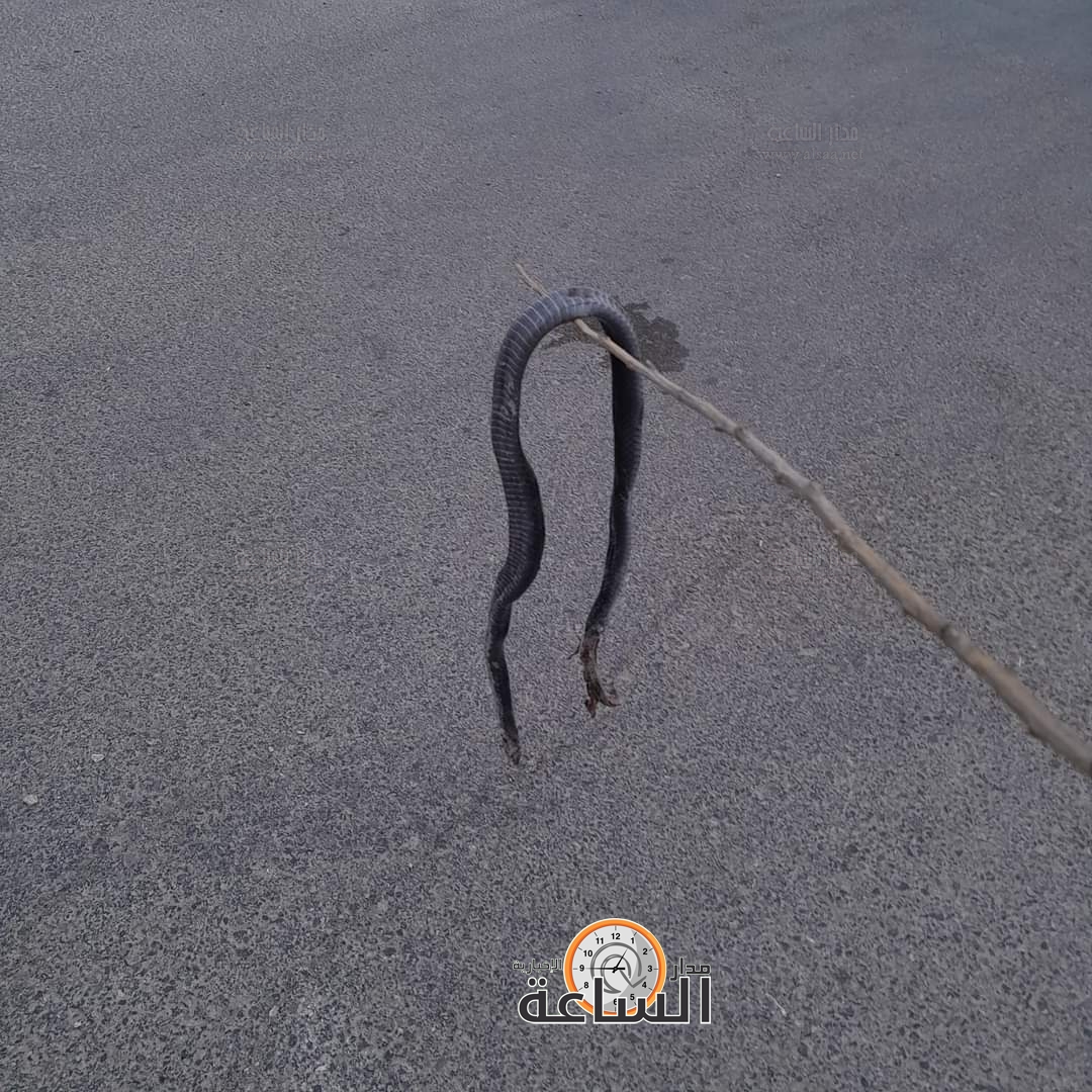 Madar Al-Saa Images 0.4161893454863934