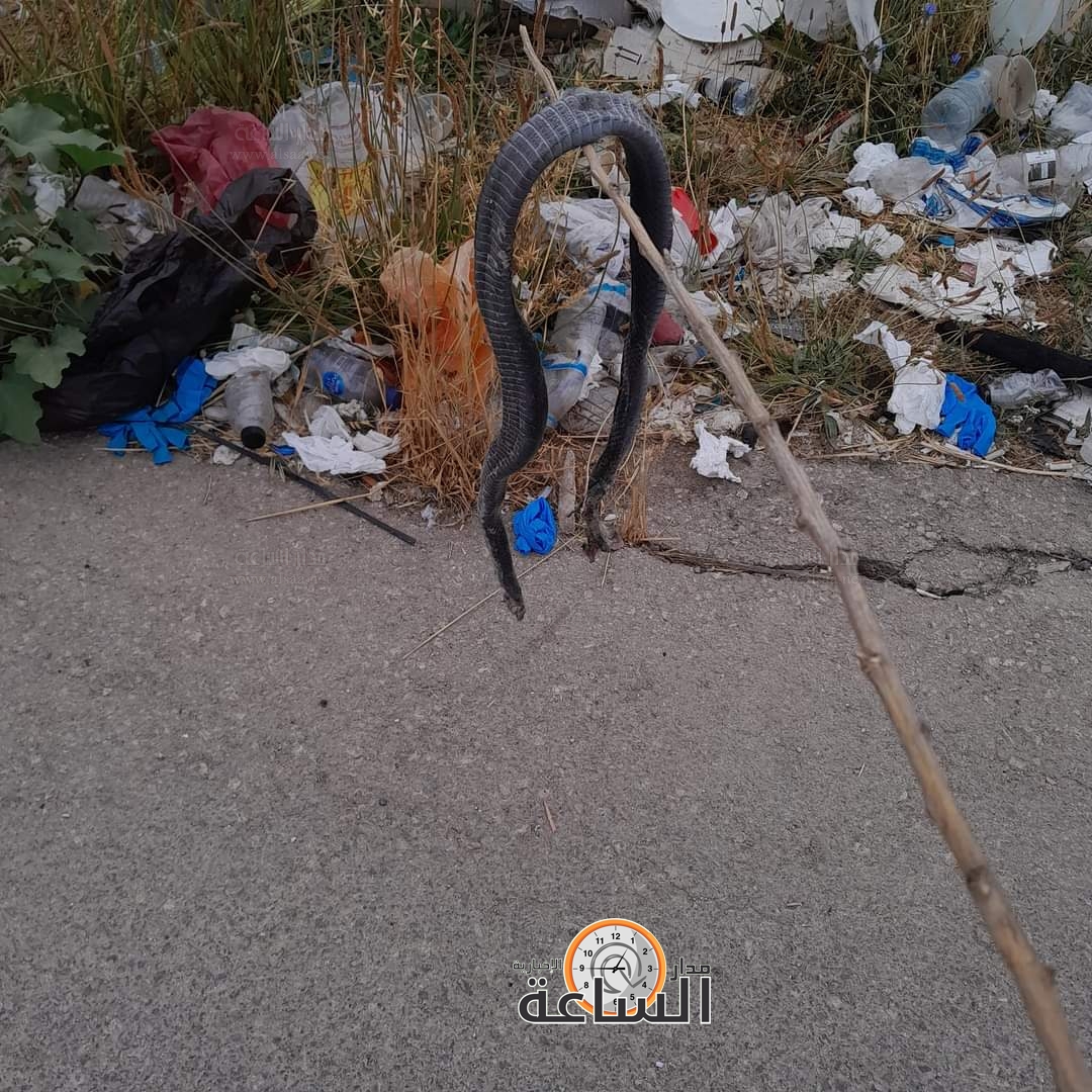 Madar Al-Saa Images 0.5318133445861251