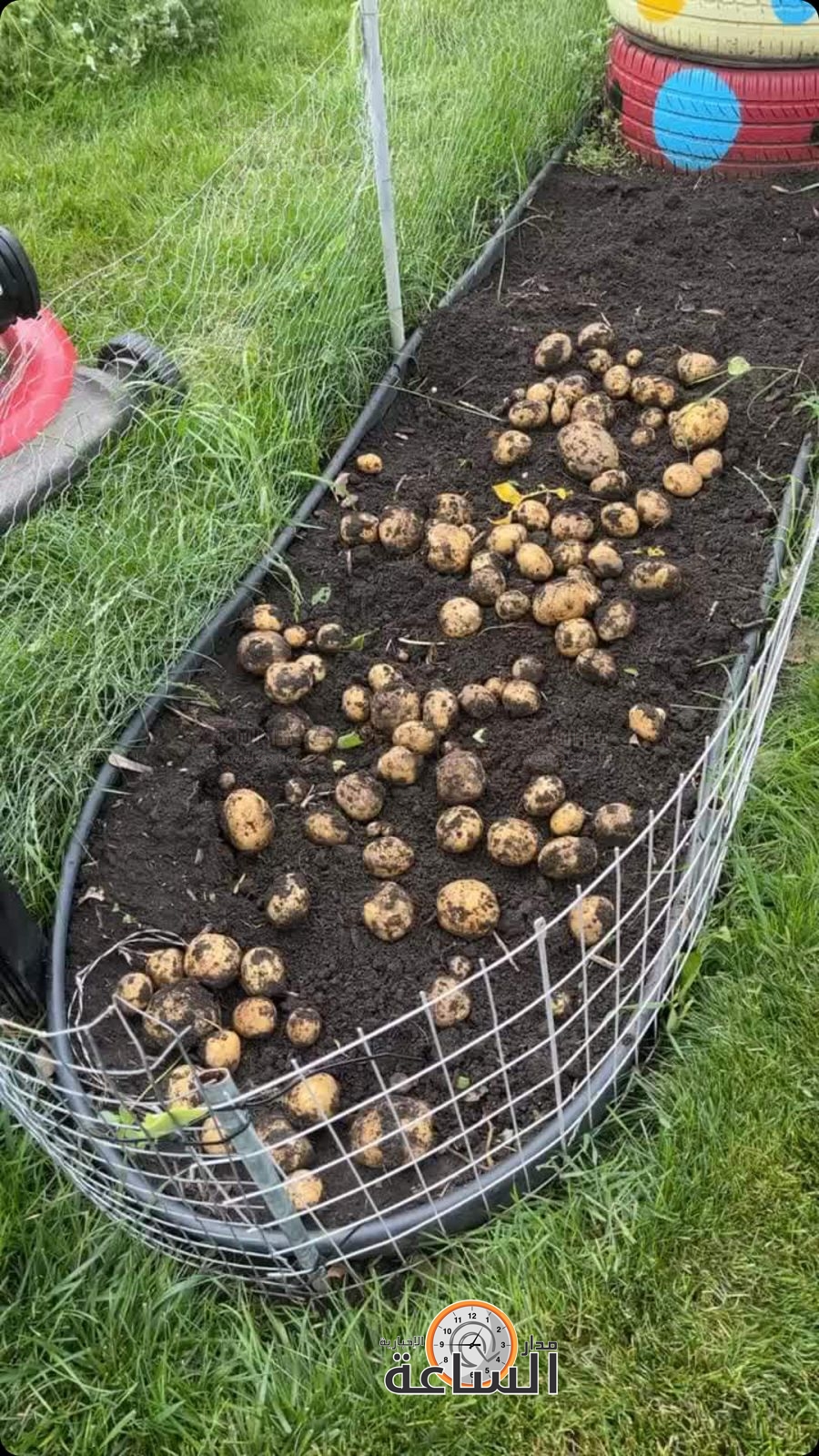 Madar Al-Saa Images 0.7242497762766251