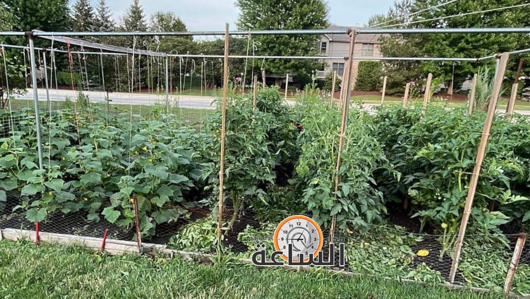 Madar Al-Saa Images 0.26735127090379396