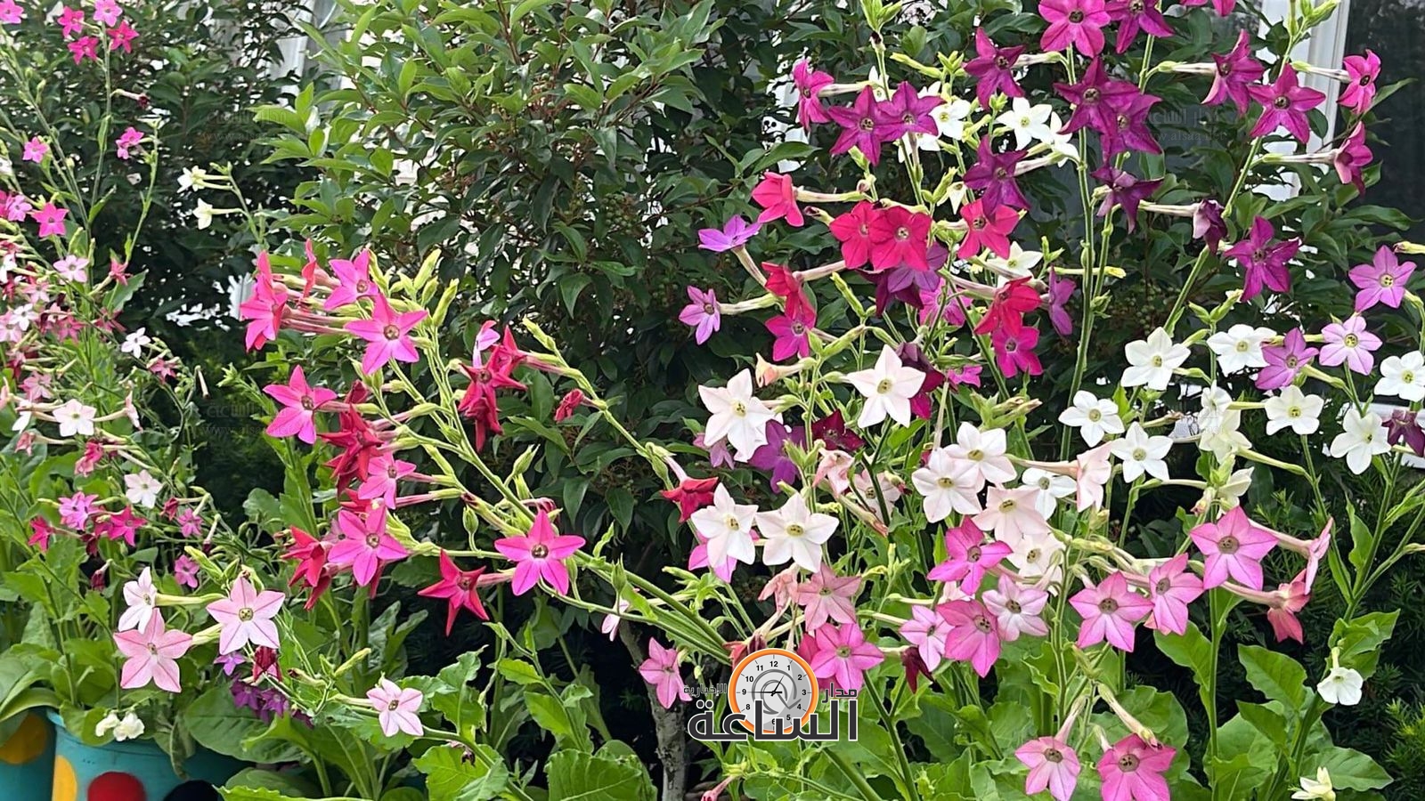 Madar Al-Saa Images 0.7999783053293164