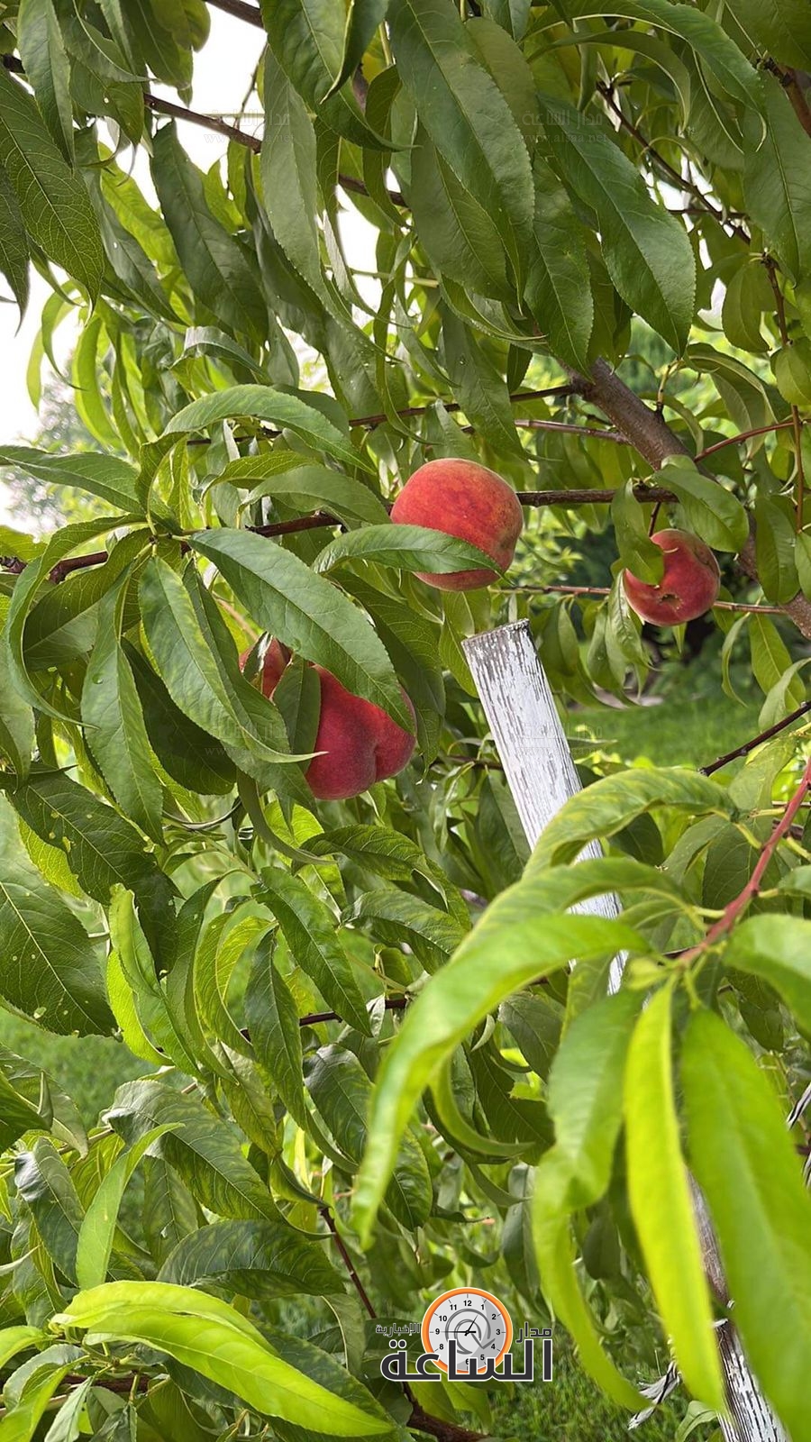 Madar Al-Saa Images 0.9673854453424129