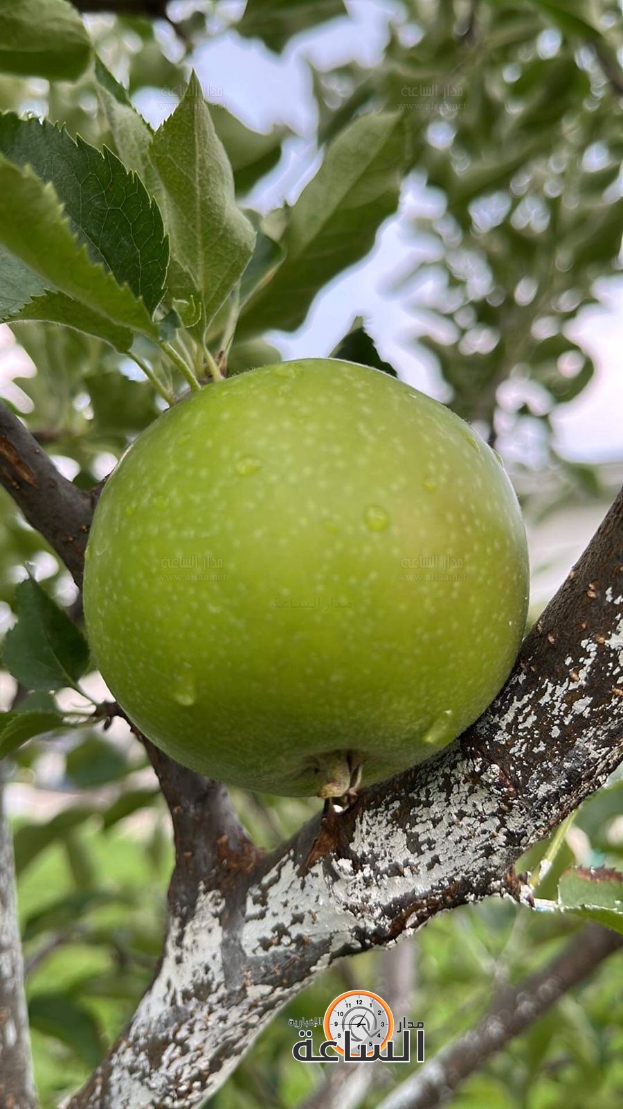 Madar Al-Saa Images 0.7796696404915187