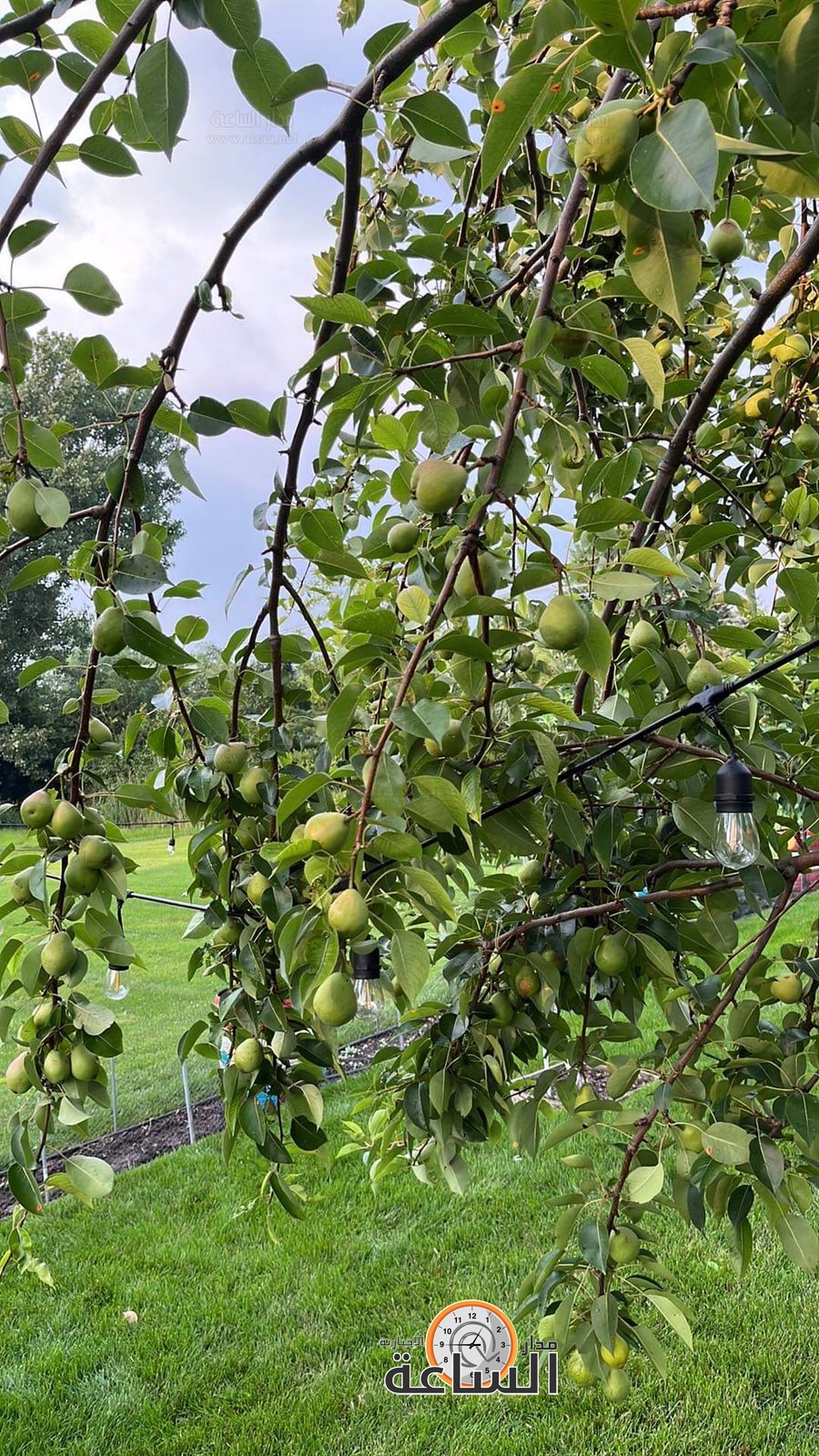 Madar Al-Saa Images 0.5238582363972843