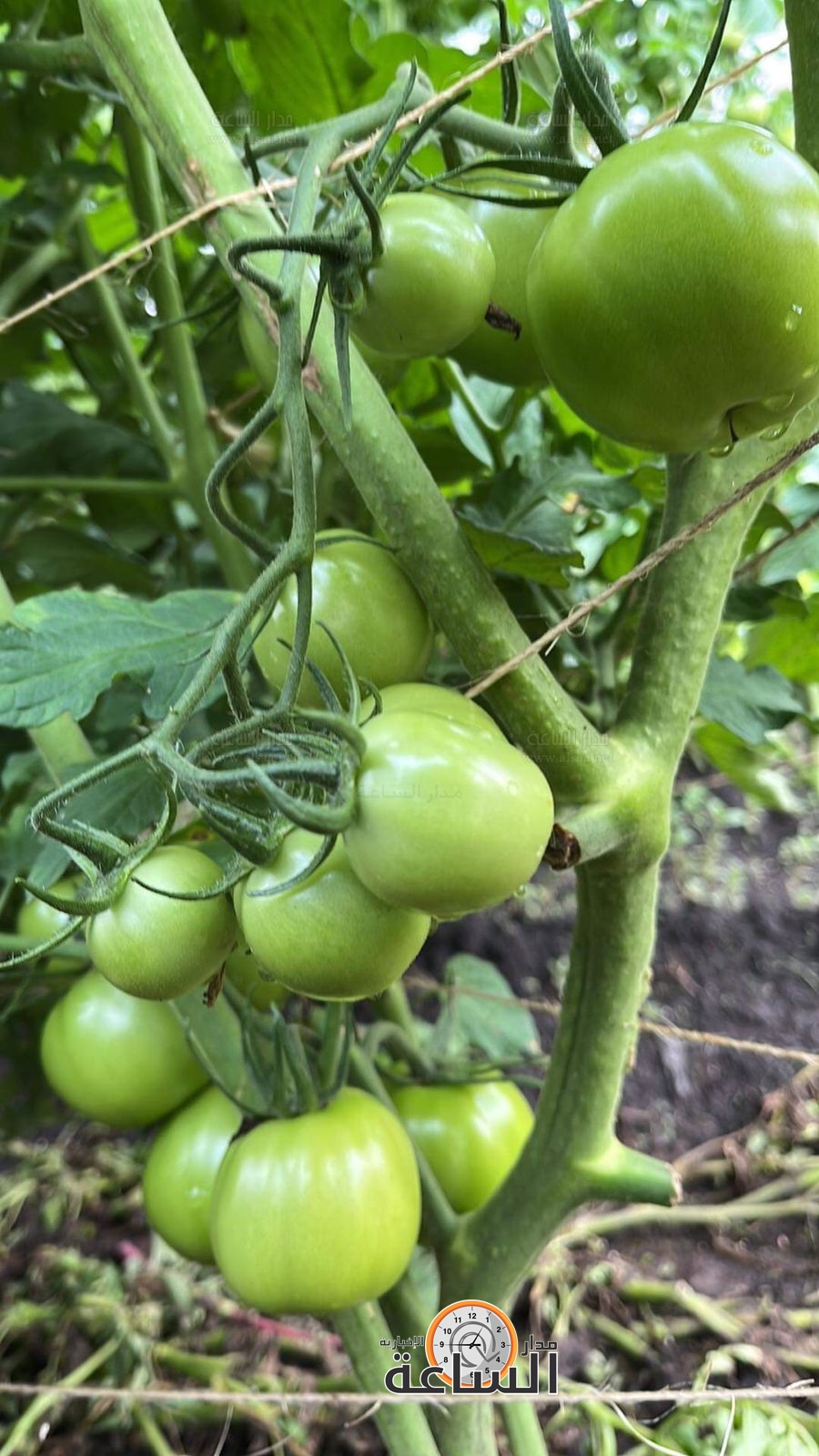 Madar Al-Saa Images 0.5825876103748346