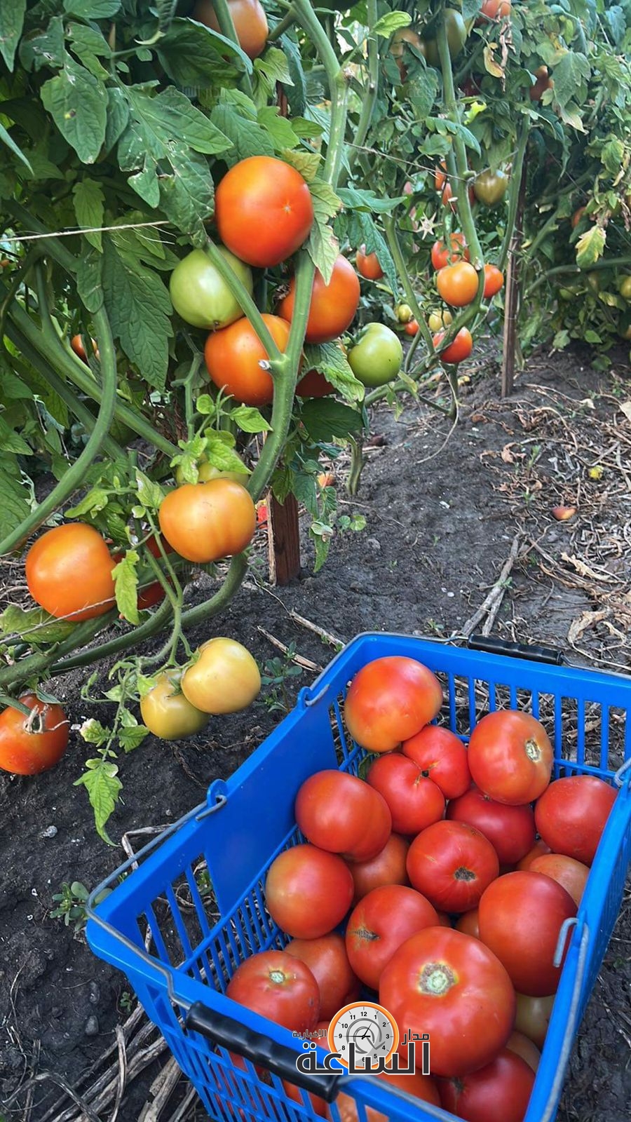 Madar Al-Saa Images 0.6457626112333963