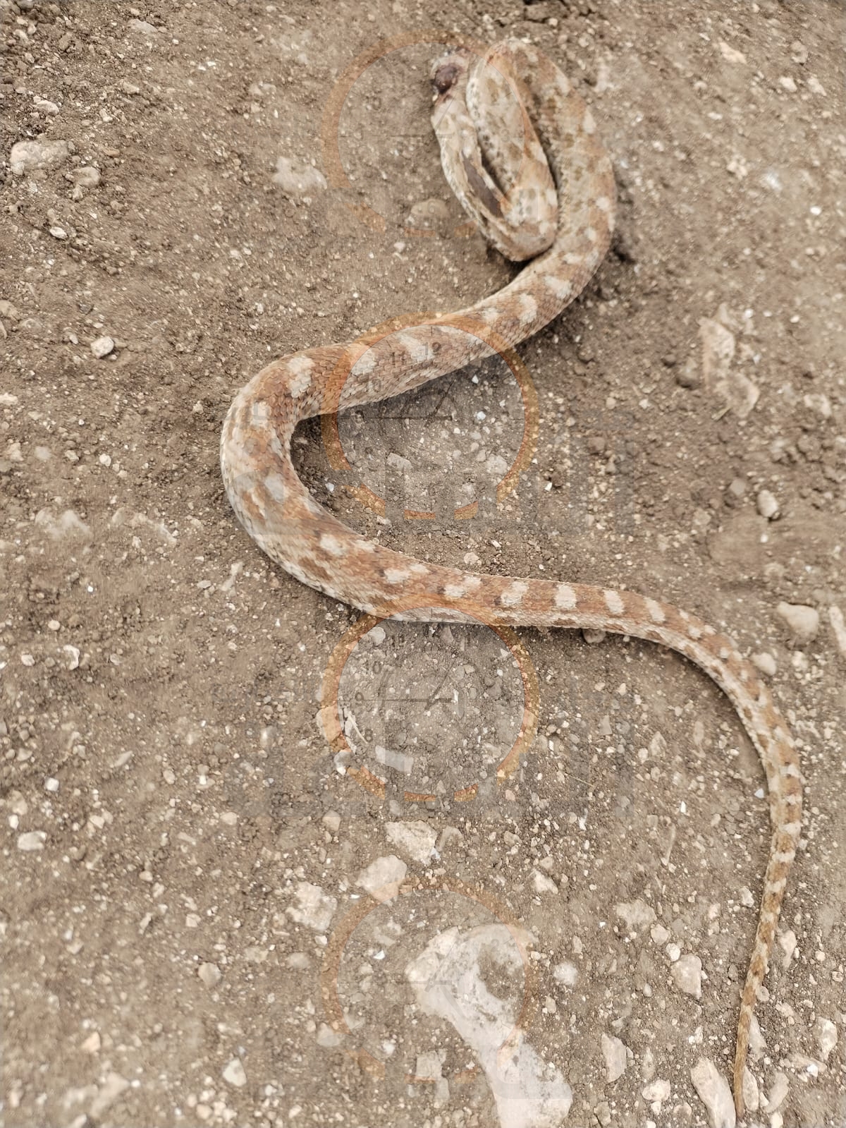 Madar Al-Saa Images 0.25346100957313067