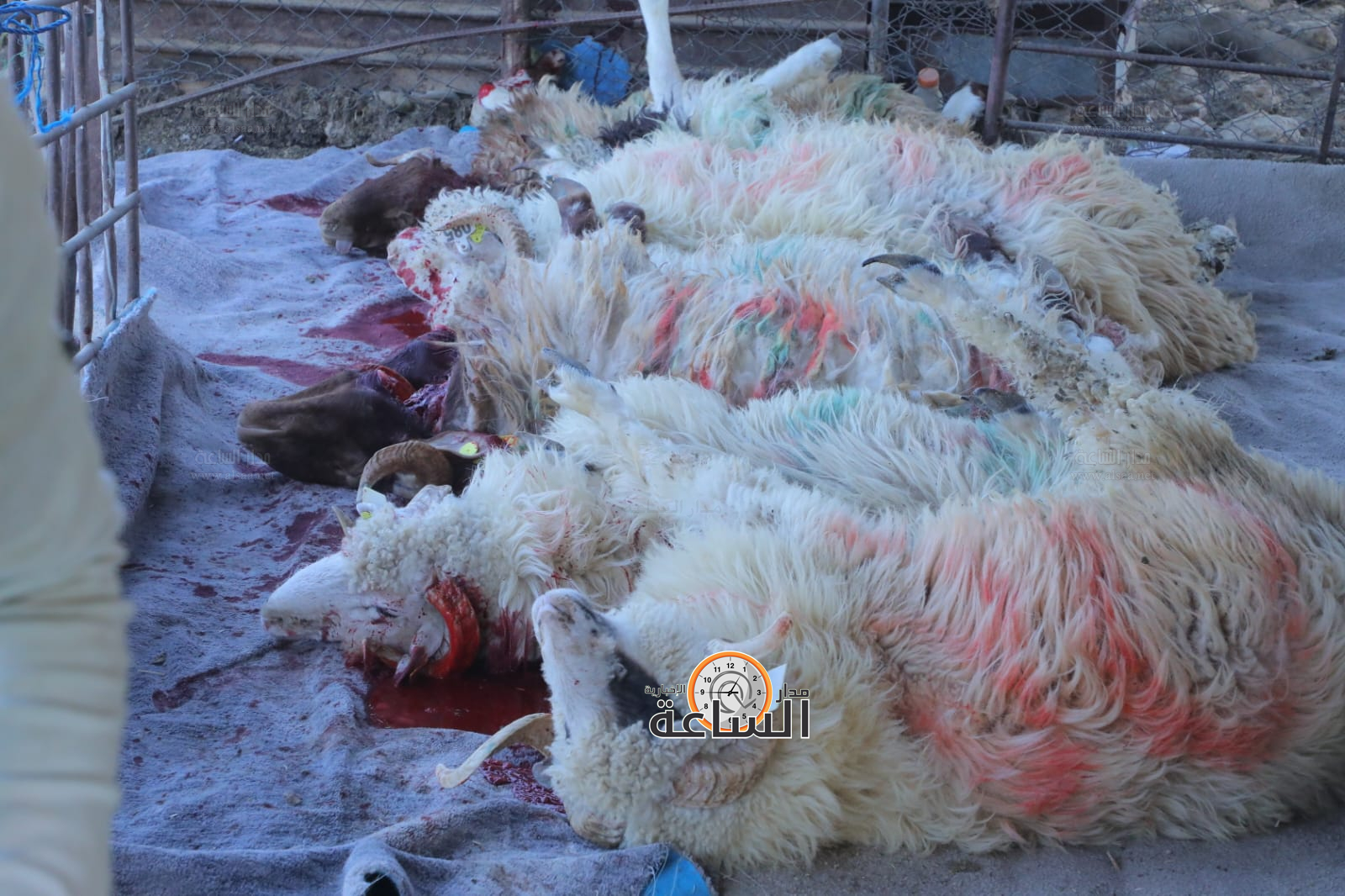 Madar Al-Saa Images 0.6925395421585094