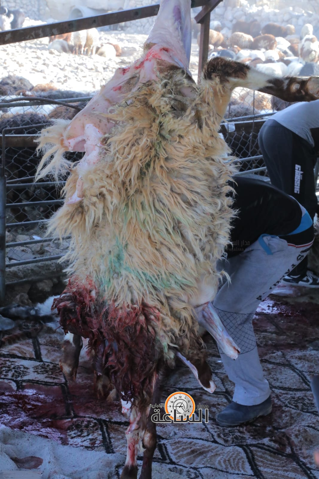 Madar Al-Saa Images 0.002947190050827775