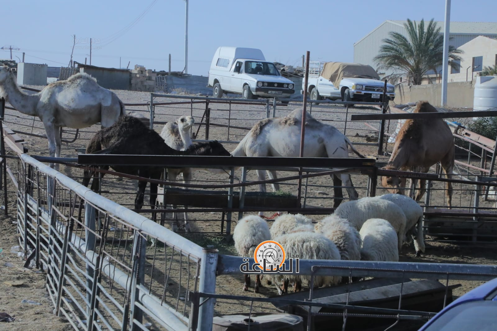 Madar Al-Saa Images 0.8849619027027231