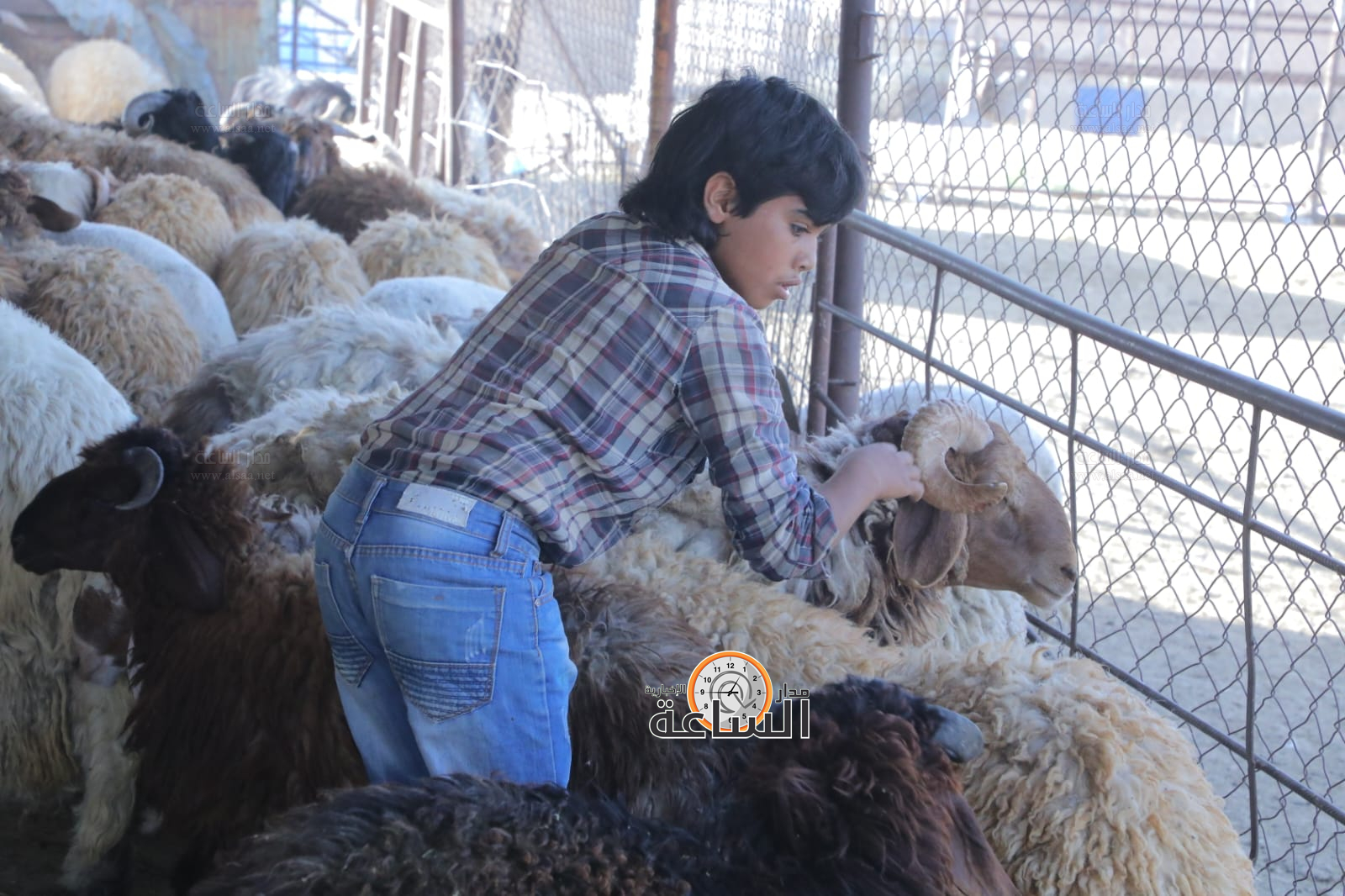 Madar Al-Saa Images 0.4195145817043635