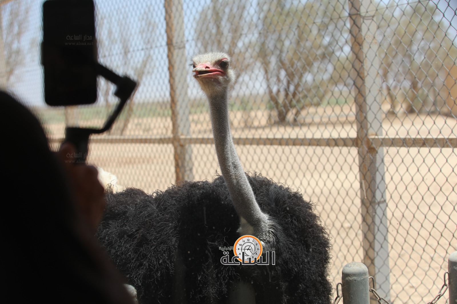 Madar Al-Saa Images 0.26666263777113364