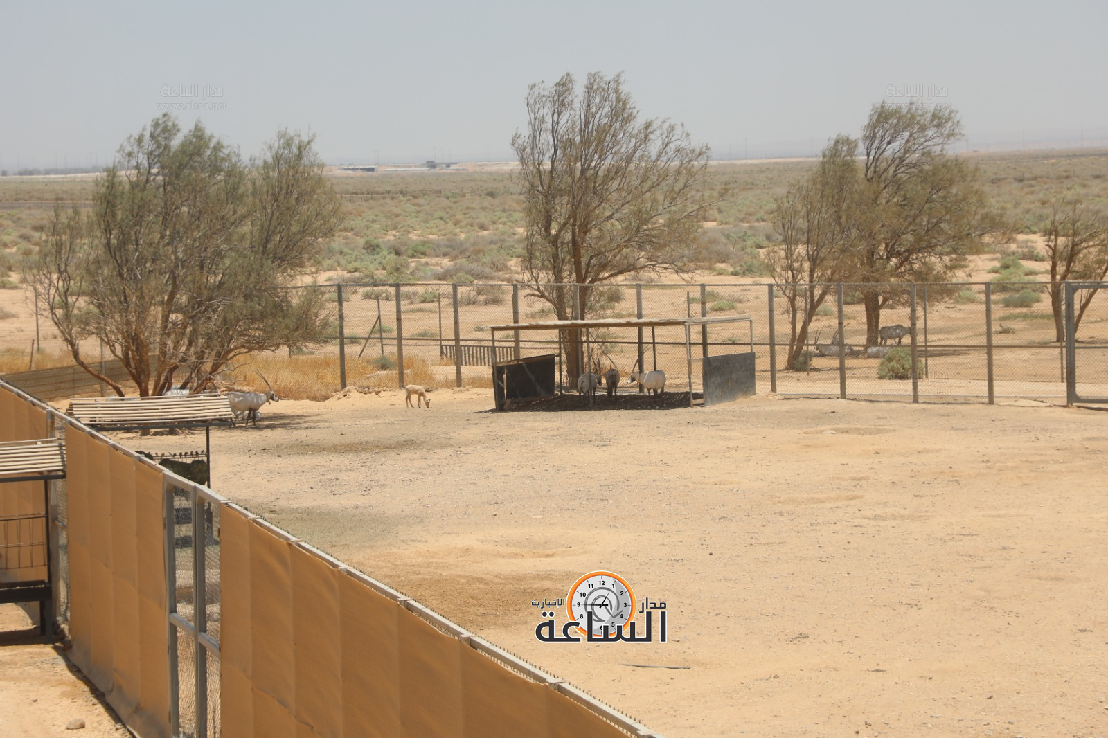 Madar Al-Saa Images 0.7780546536561495