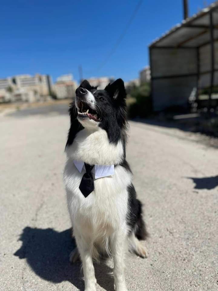 Madar Al-Saa Images 0.882890294387376