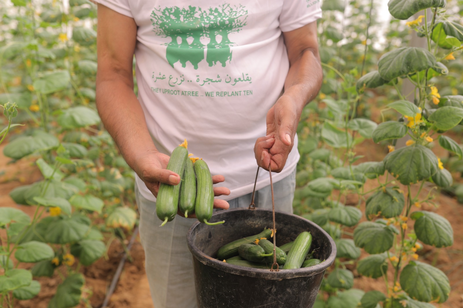 Madar Al-Saa Images 0.23376948635523553