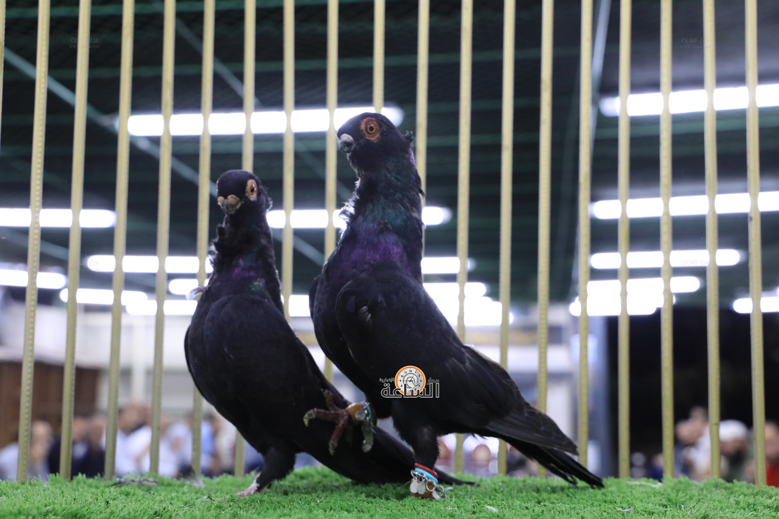 Madar Al-Saa Images 0.19577420282048874