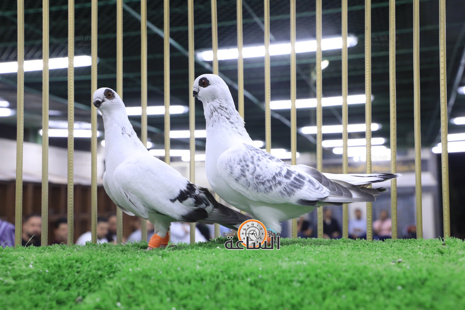 Madar Al-Saa Images 0.9914845495577254