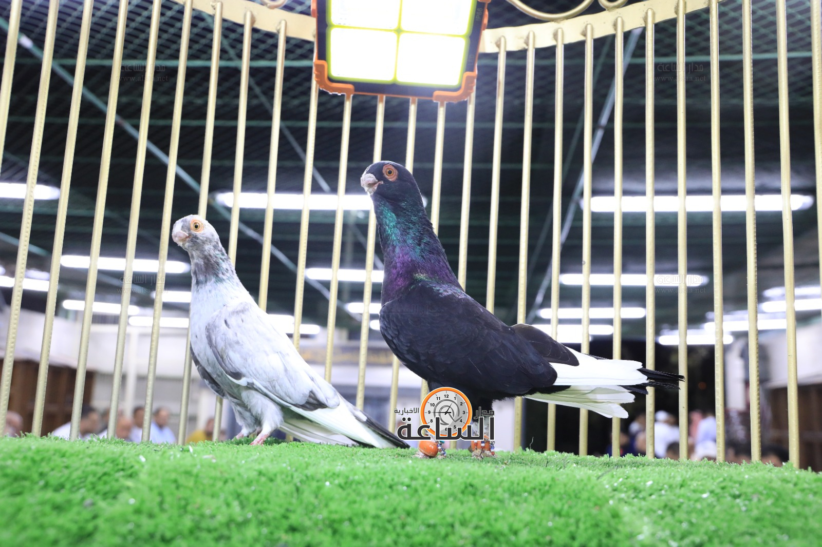 Madar Al-Saa Images 0.7515617416092404