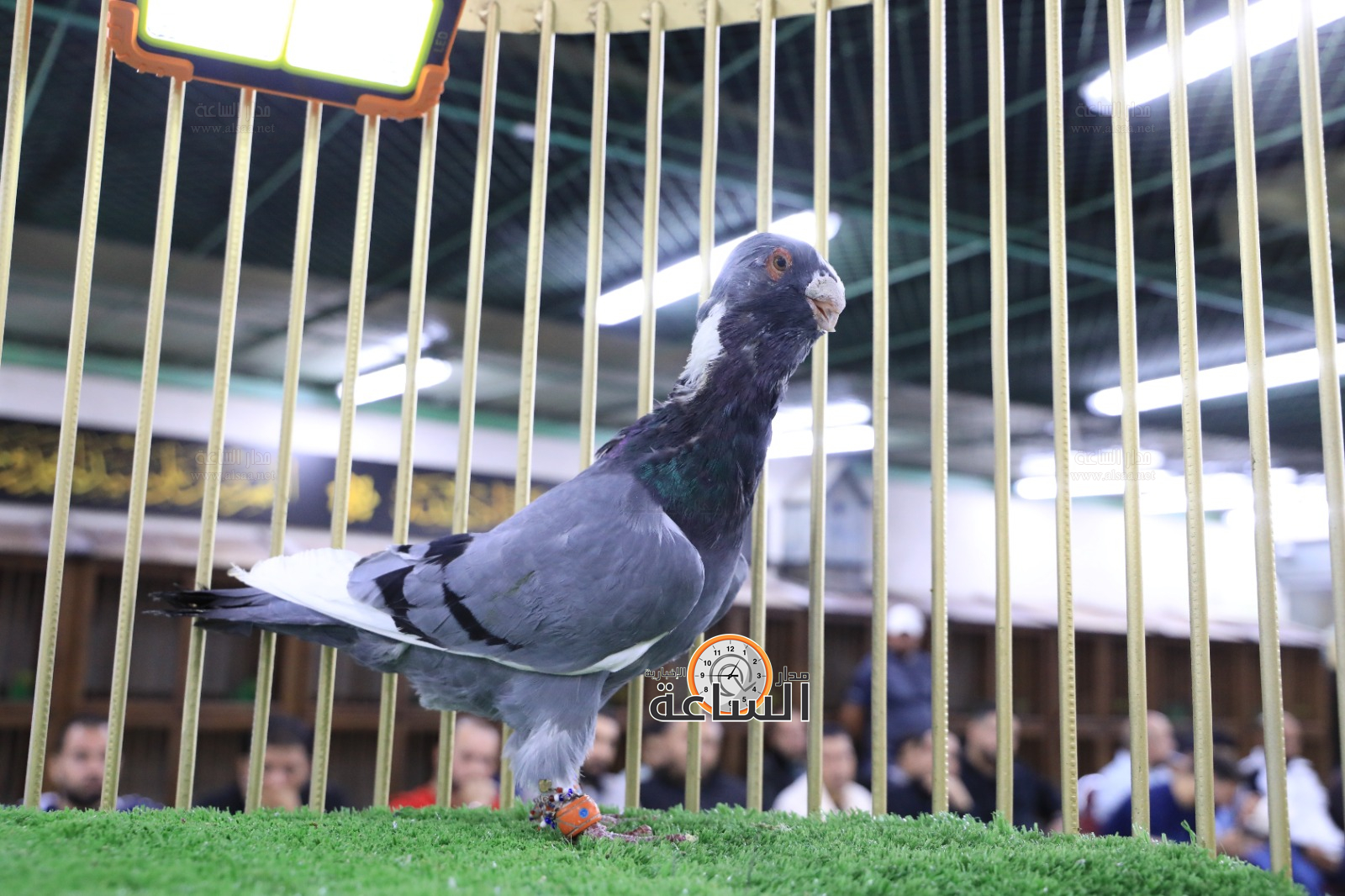 Madar Al-Saa Images 0.1349798140075198