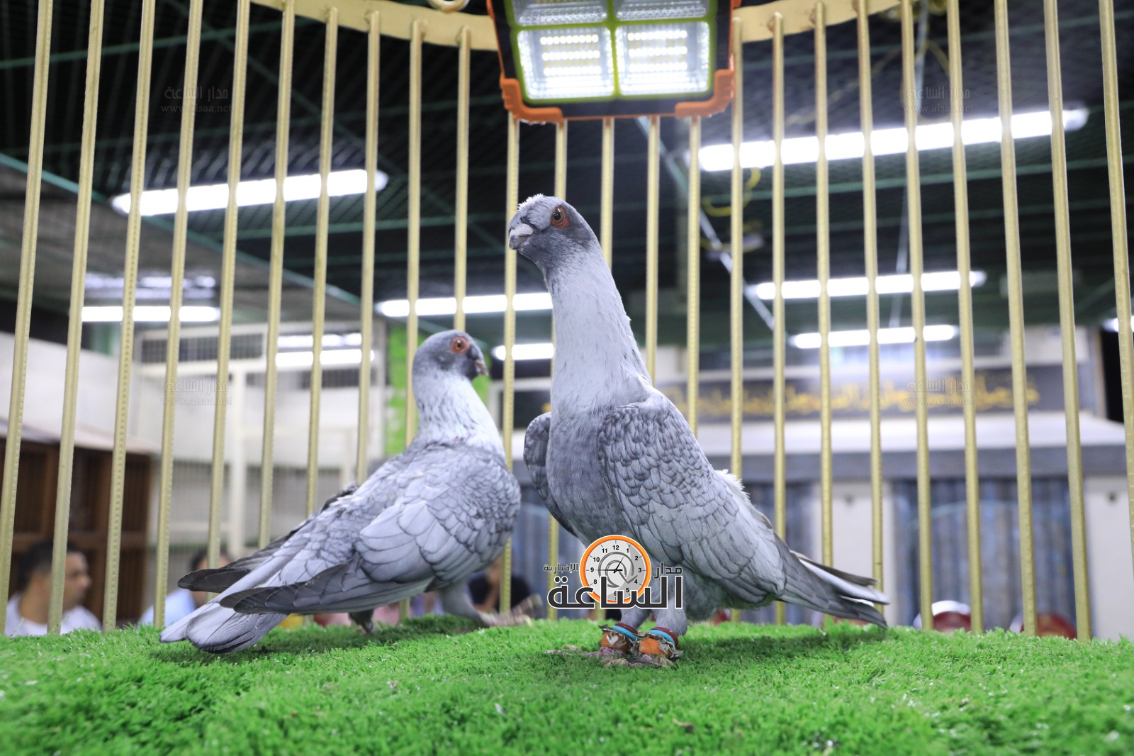 Madar Al-Saa Images 0.2943406578026859