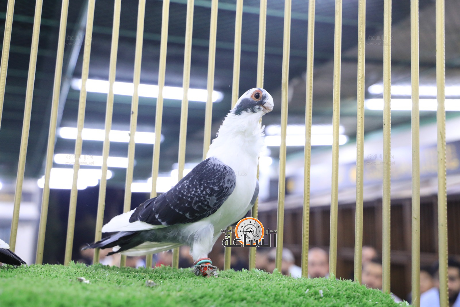 Madar Al-Saa Images 0.533116225374723