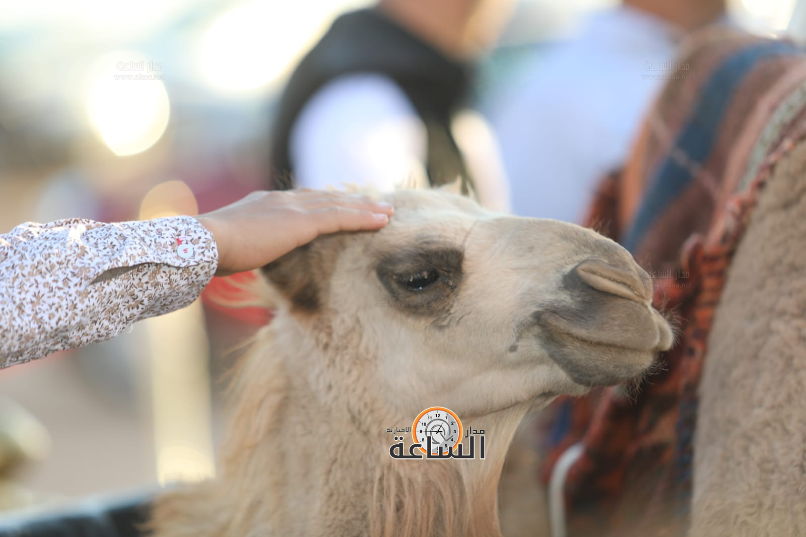 Madar Al-Saa Images 0.5679598092615328