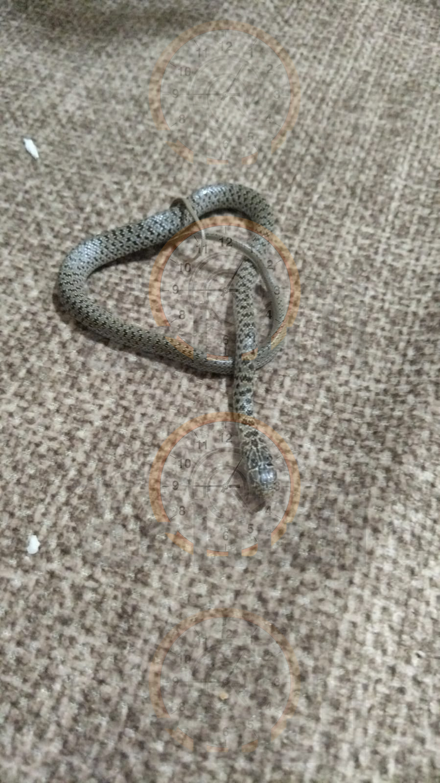 Madar Al-Saa Images 0.02891509896649458