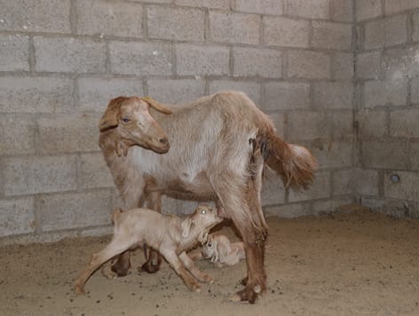 Madar Al-Saa Images 0.23812776203713804