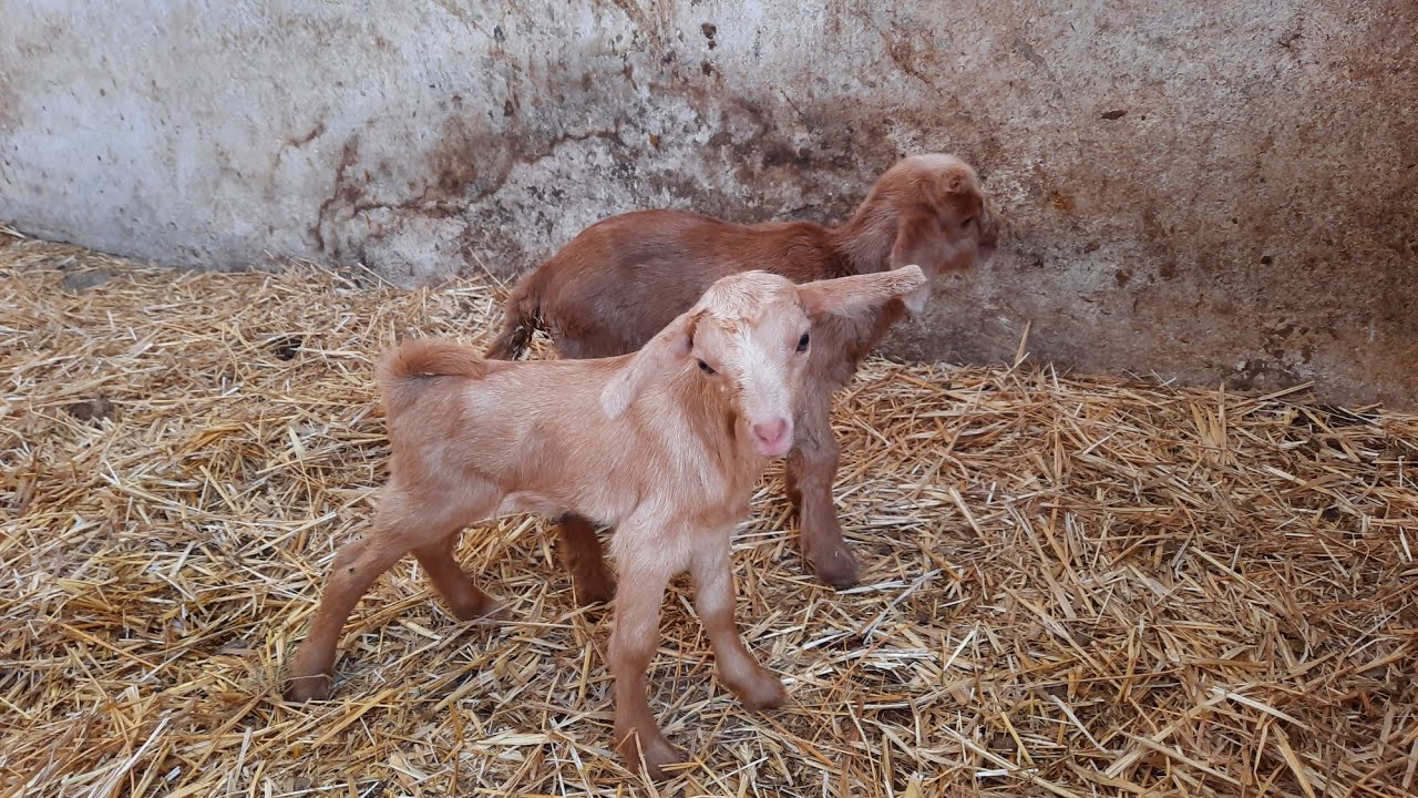 Madar Al-Saa Images 0.5271650571780311